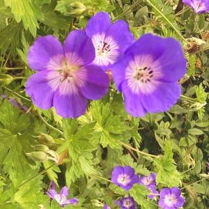 Meet your Posher, Mandy